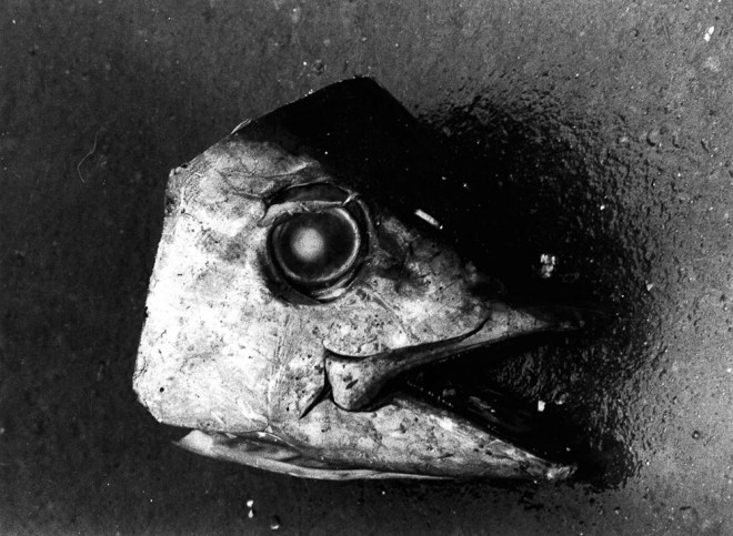 fish-head